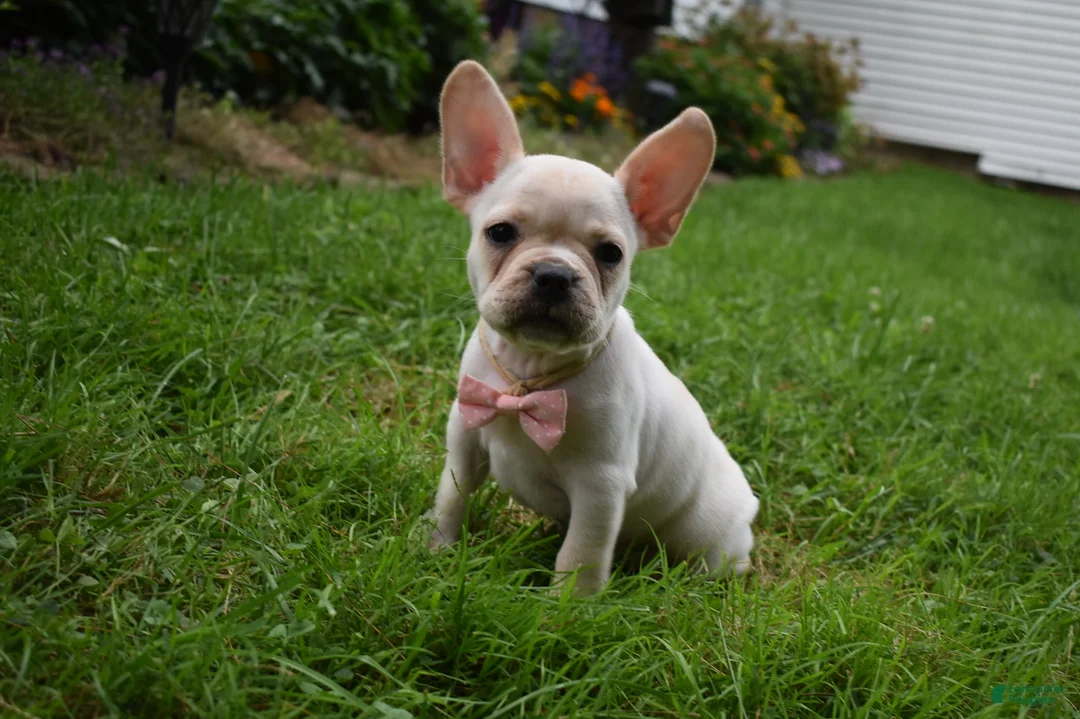 Frug dogs for sale: Mckenzie - Ad 6