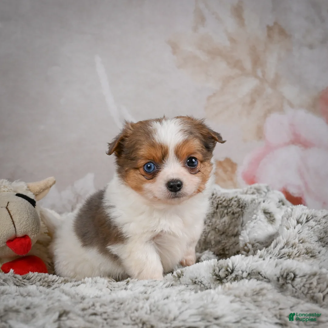 Chihuahua dogs for sale: Hunter - Ad 7