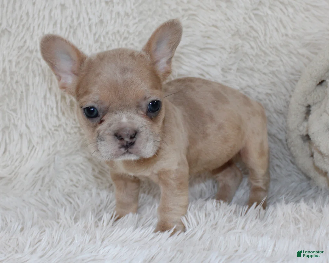 French Bulldog dogs for sale: Lassie - Ad 2