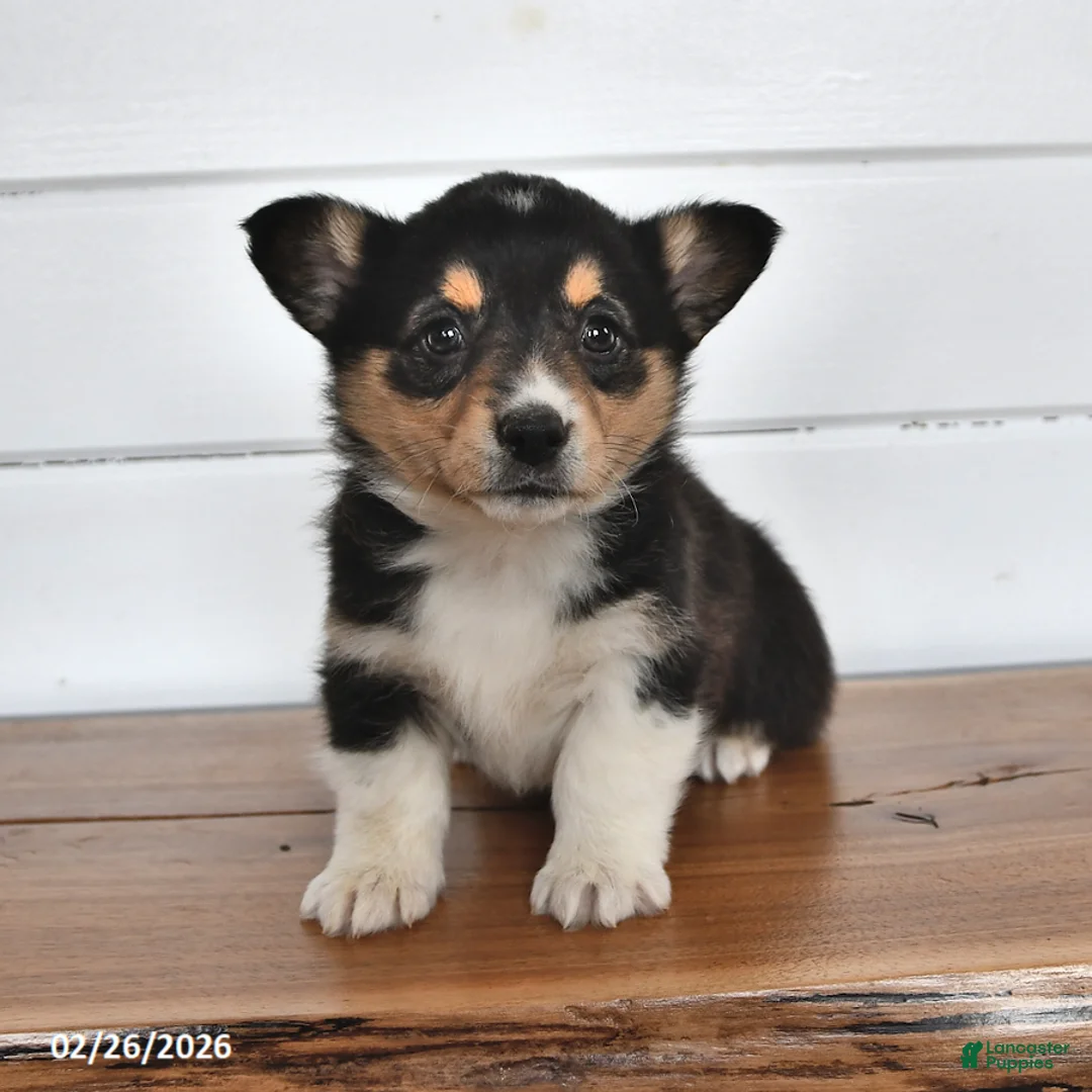 Welsh Corgi Pembroke dogs for sale: Honey - Ad 4