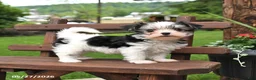 Morkie dogs for sale: Patches - Ad 1