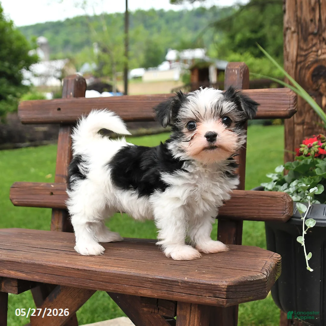Morkie dogs for sale: Patches - Ad 1