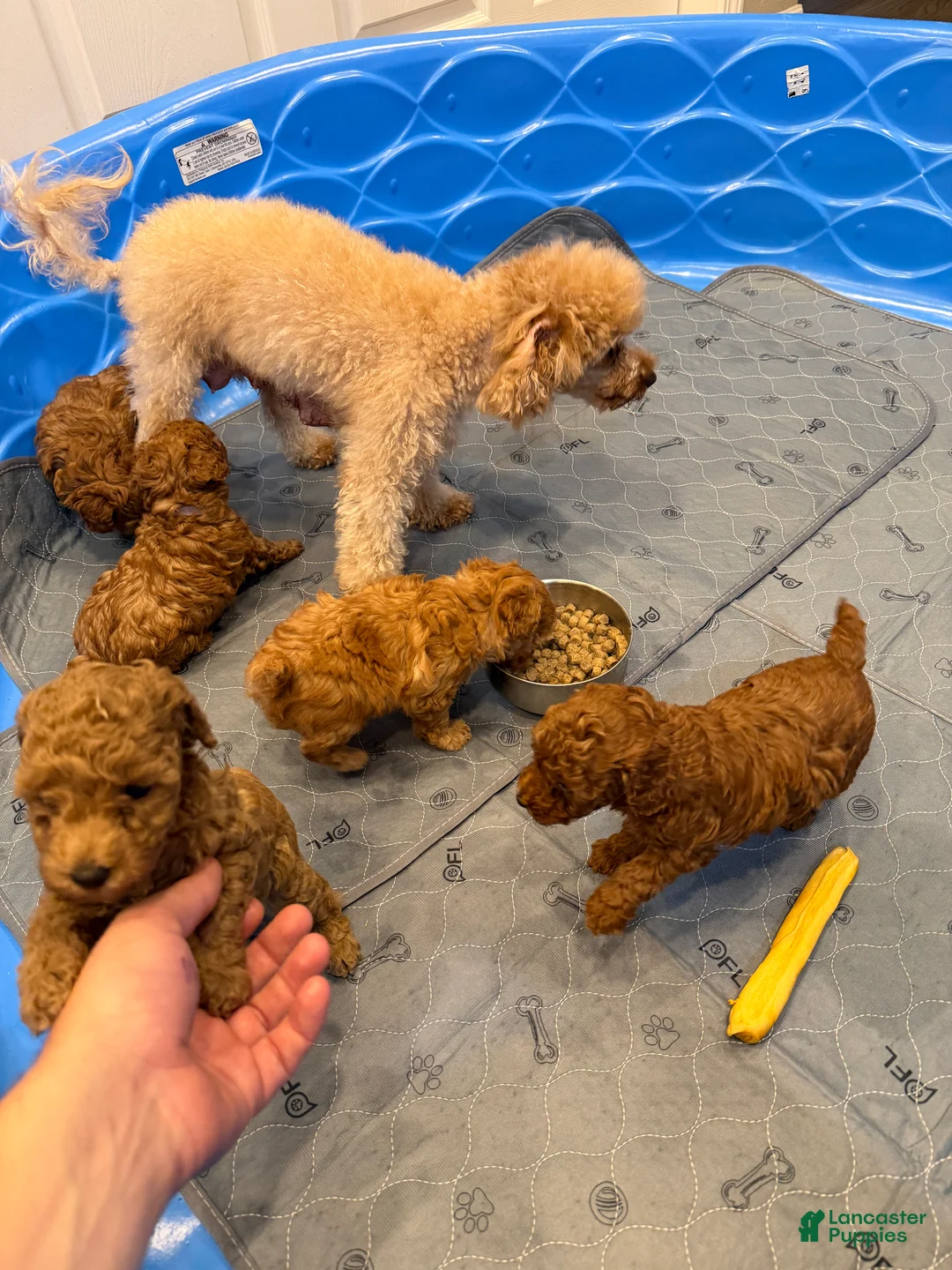 Toy Poodle dogs for sale: Toy Poodle 2 Cinnamon - Ad 2