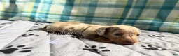 Miniature Dachshund dogs for sale: Isabella dapple smooth coat female AKC  - Ad 2