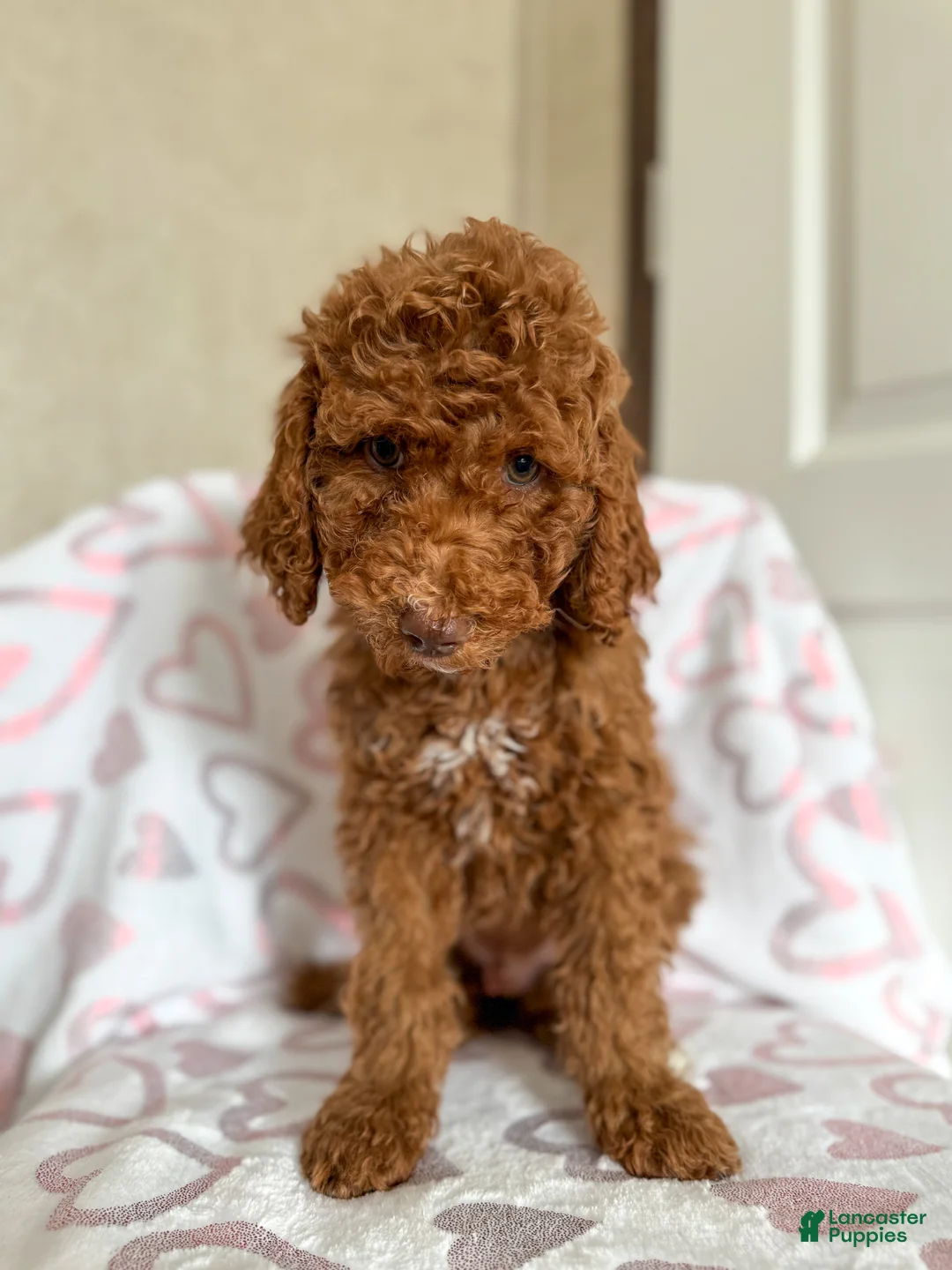 Goldendoodle dogs for sale: Stu Lou  - Ad 3