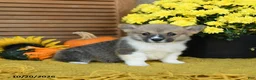 Welsh Corgi Pembroke dogs for sale: Dunkin - Ad 1