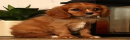 Cavalier King Charles Spaniel dogs for sale: Bella - Ad 3
