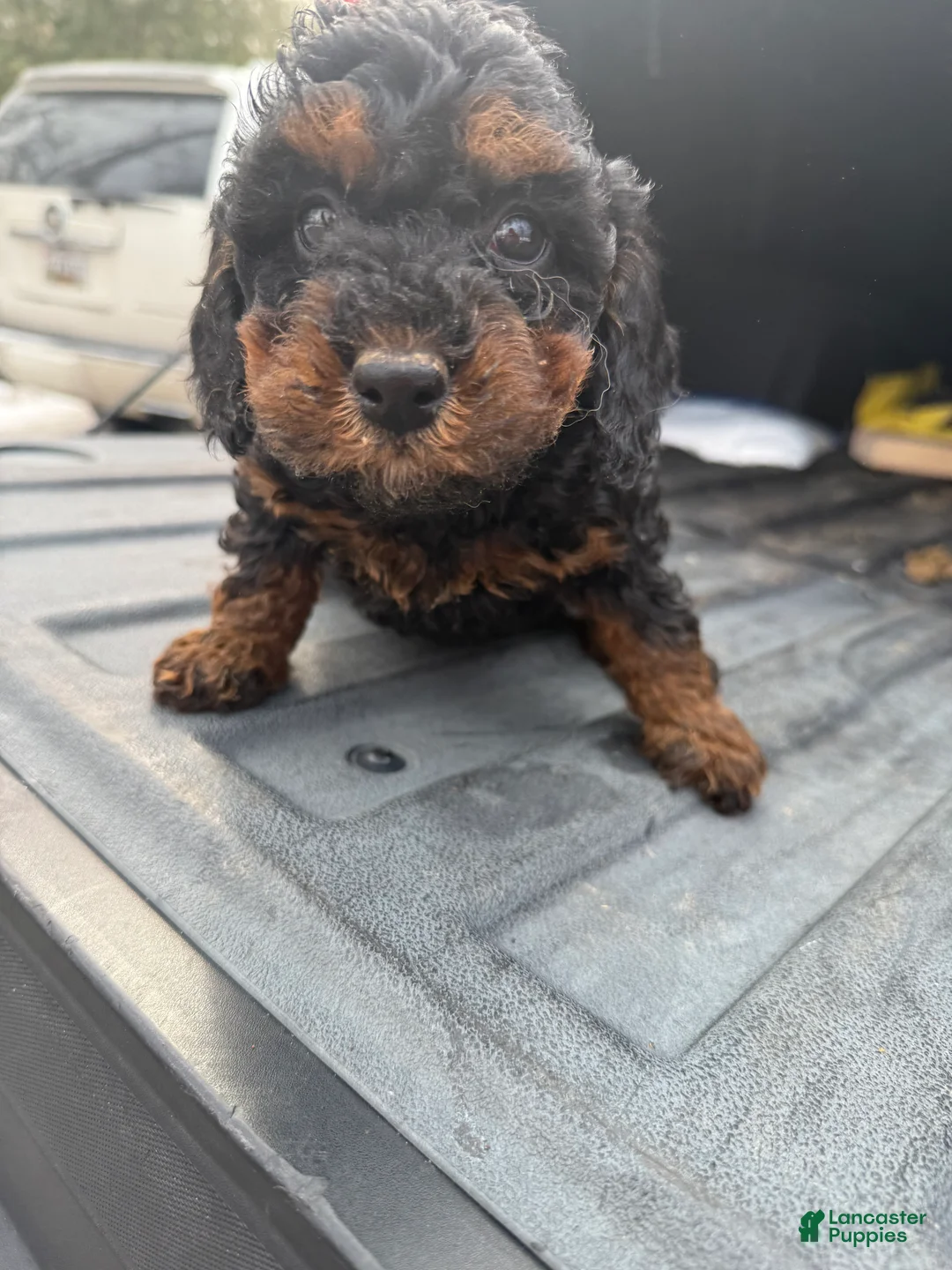 Miniature Poodle dogs for sale: Miniature Poodle Puppy 1 - Ad 1