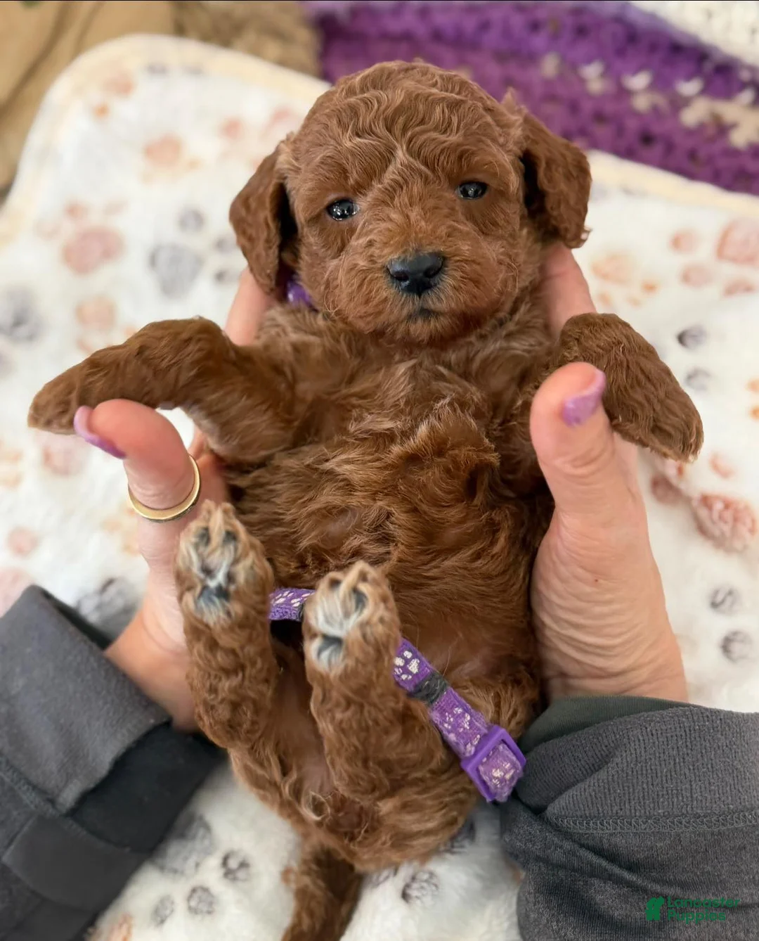 Mini Goldendoodle dogs for sale: PURPLE COLLAR - Ad 1