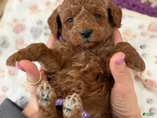 Mini Goldendoodle dogs for sale: PURPLE COLLAR - Ad 1