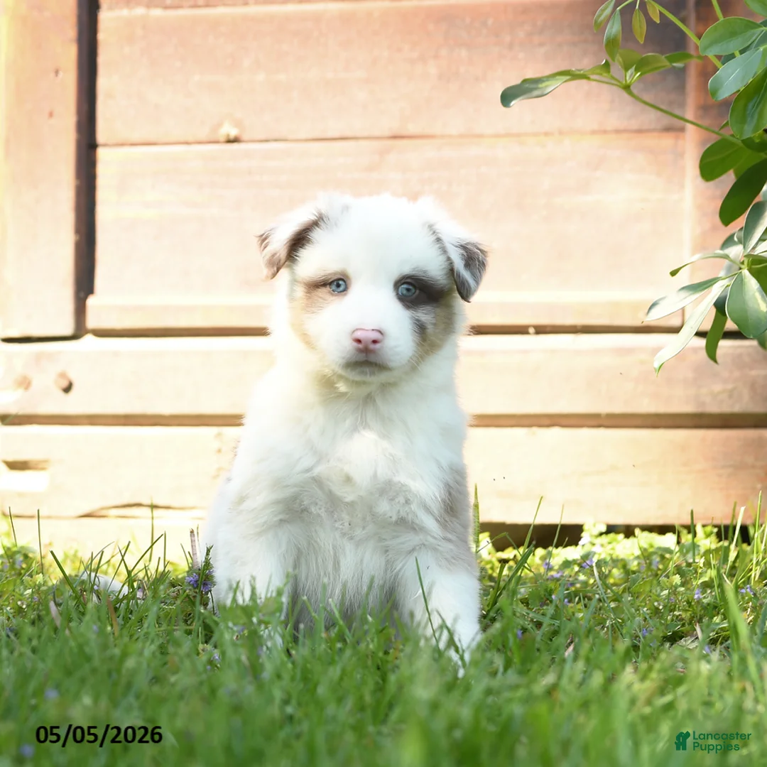Miniature Australian Shepherd dogs for sale: Gus - Ad 3