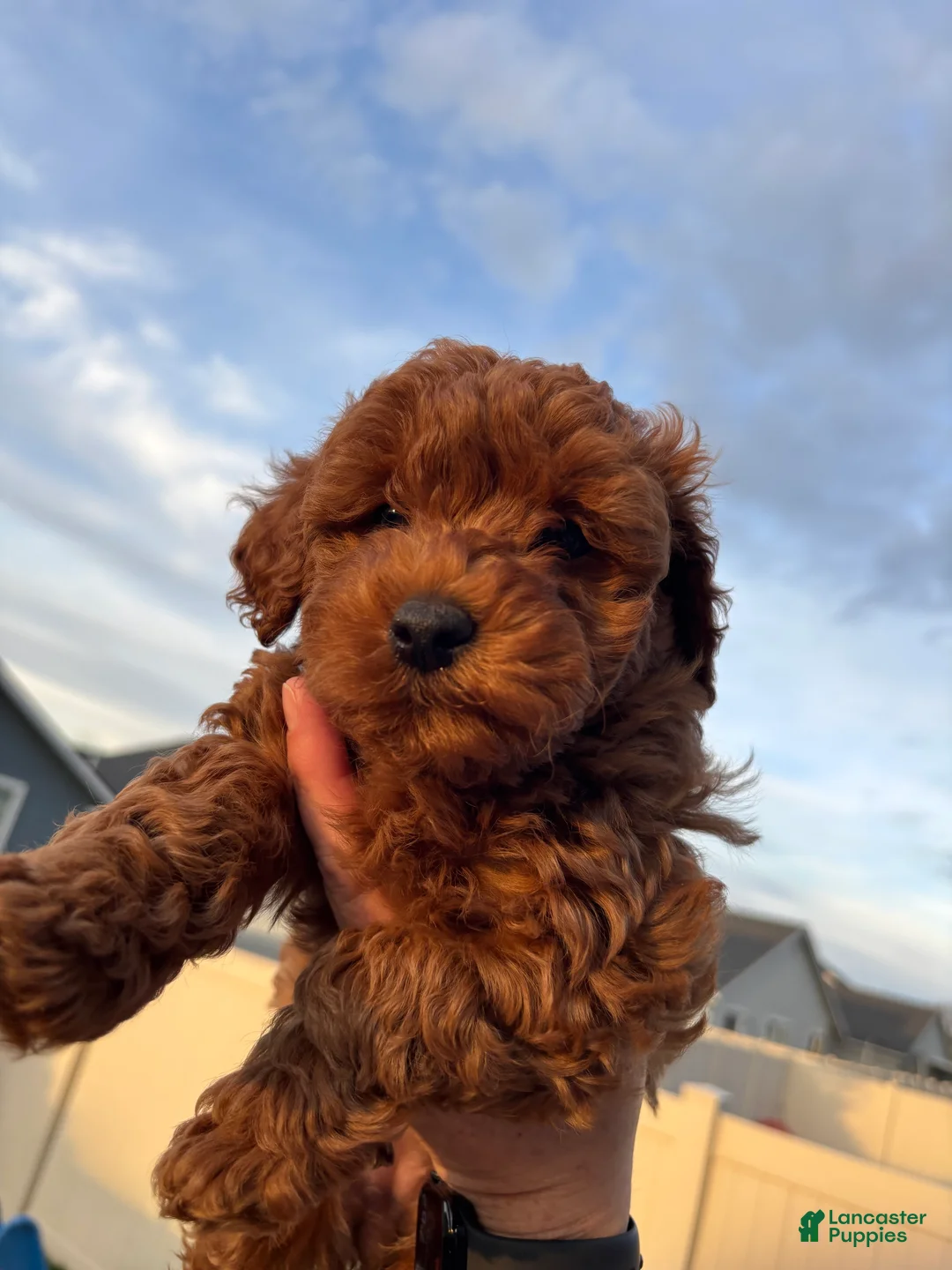 Miniature Labradoodle dogs for sale: Miniature Labradoodle Puppy 2 - Ad 2