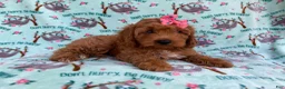 Cavapoo dogs for sale: Blaire - Ad 4