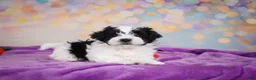 Maltipoo dogs for sale: Tyler - Ad 7