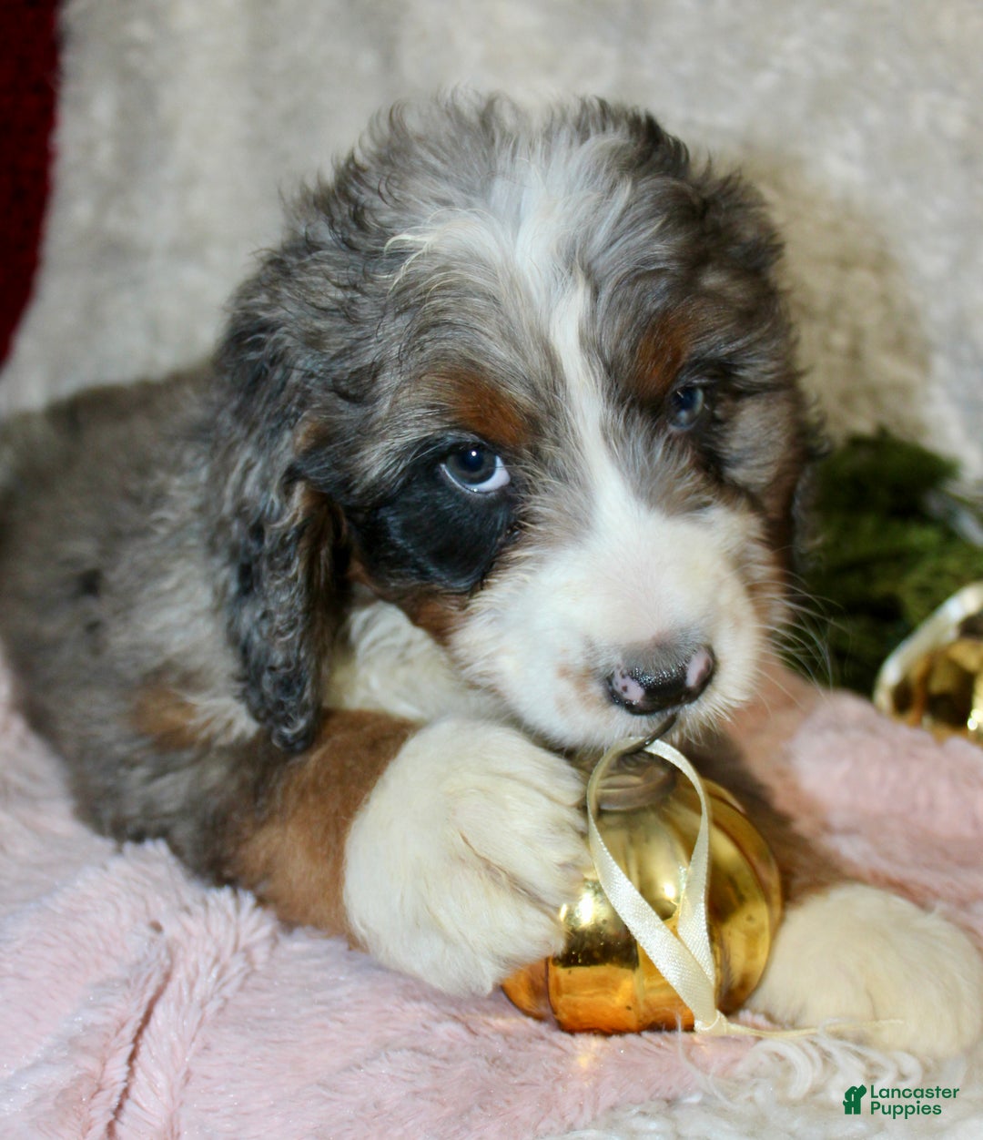 Bernedoodle dogs for sale: Bella - Ad 3