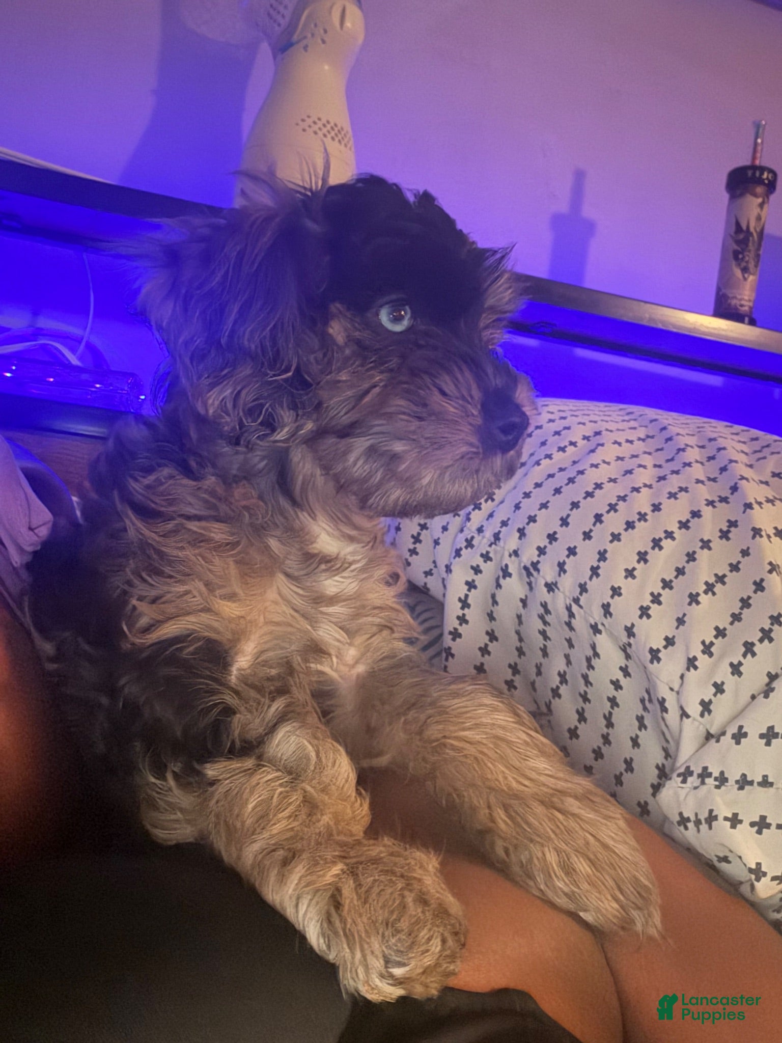 Cockapoo dogs Storm - Ad 11
