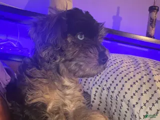 Cockapoo dogs Storm - Ad 2