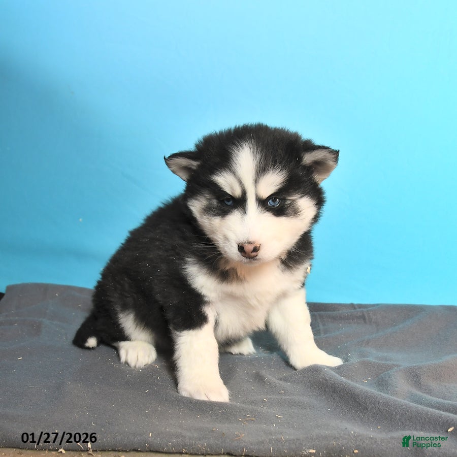 Pomsky dogs Dallas - Ad 33