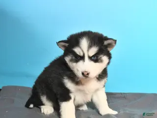 Pomsky dogs Dallas - Ad 33