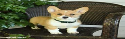 Welsh Corgi Pembroke dogs for sale: Shadow - Ad 2
