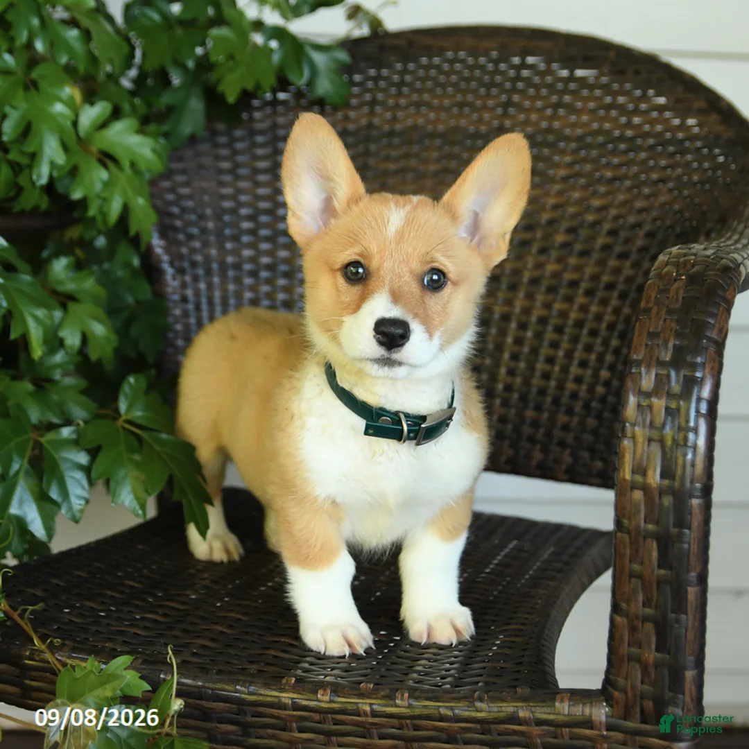 Welsh Corgi Pembroke dogs for sale: Shadow - Ad 2