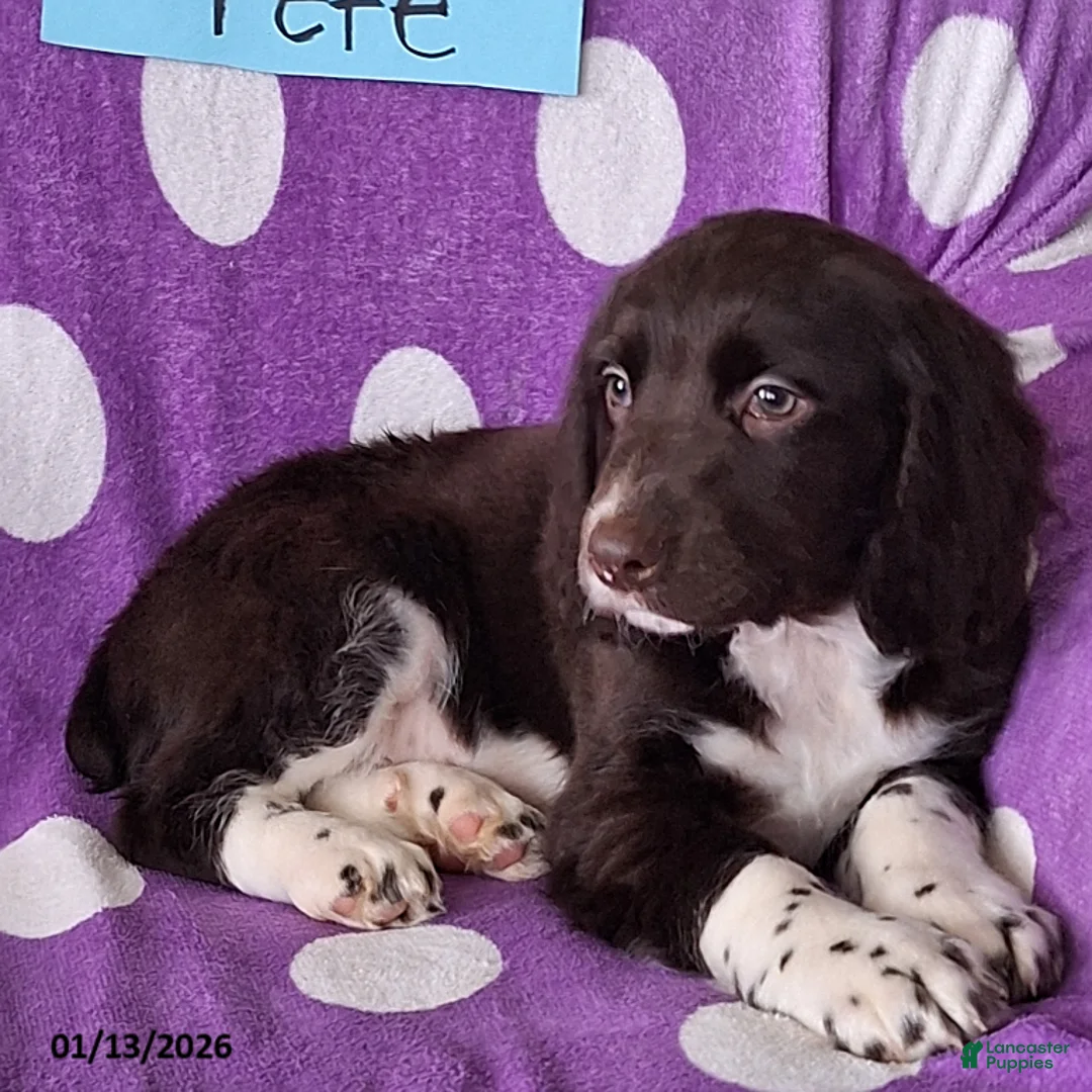 English Springer Spaniel dogs for sale: Pete - Ad 4