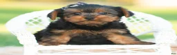 Yorkshire Terrier dogs for sale: Rowan - Ad 8