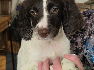 English Springer Spaniel dogs Seamus - Ad 32