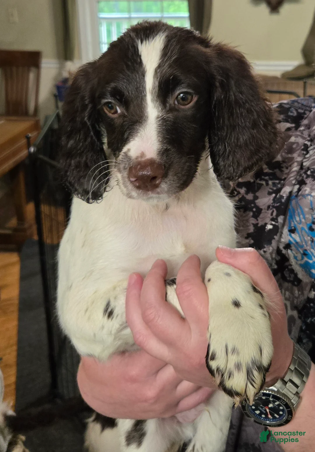 English Springer Spaniel dogs for sale: Seamus - Ad 1