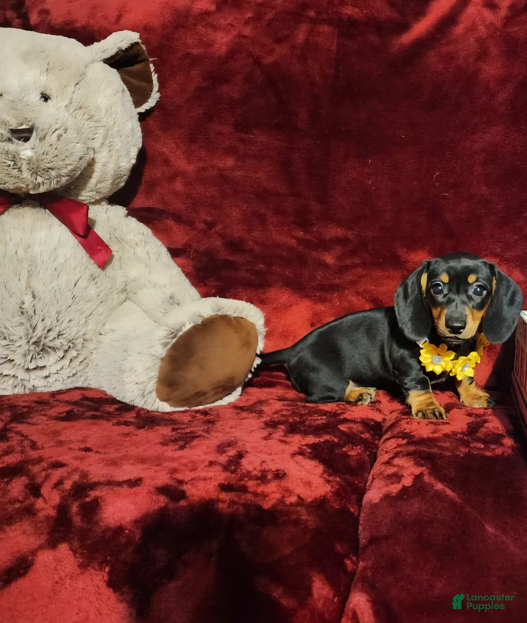 Miniature Dachshund dogs for sale: MISS MOLLY - Ad 2