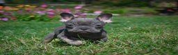 French Bulldog dogs for sale: Charlie - Ad 3