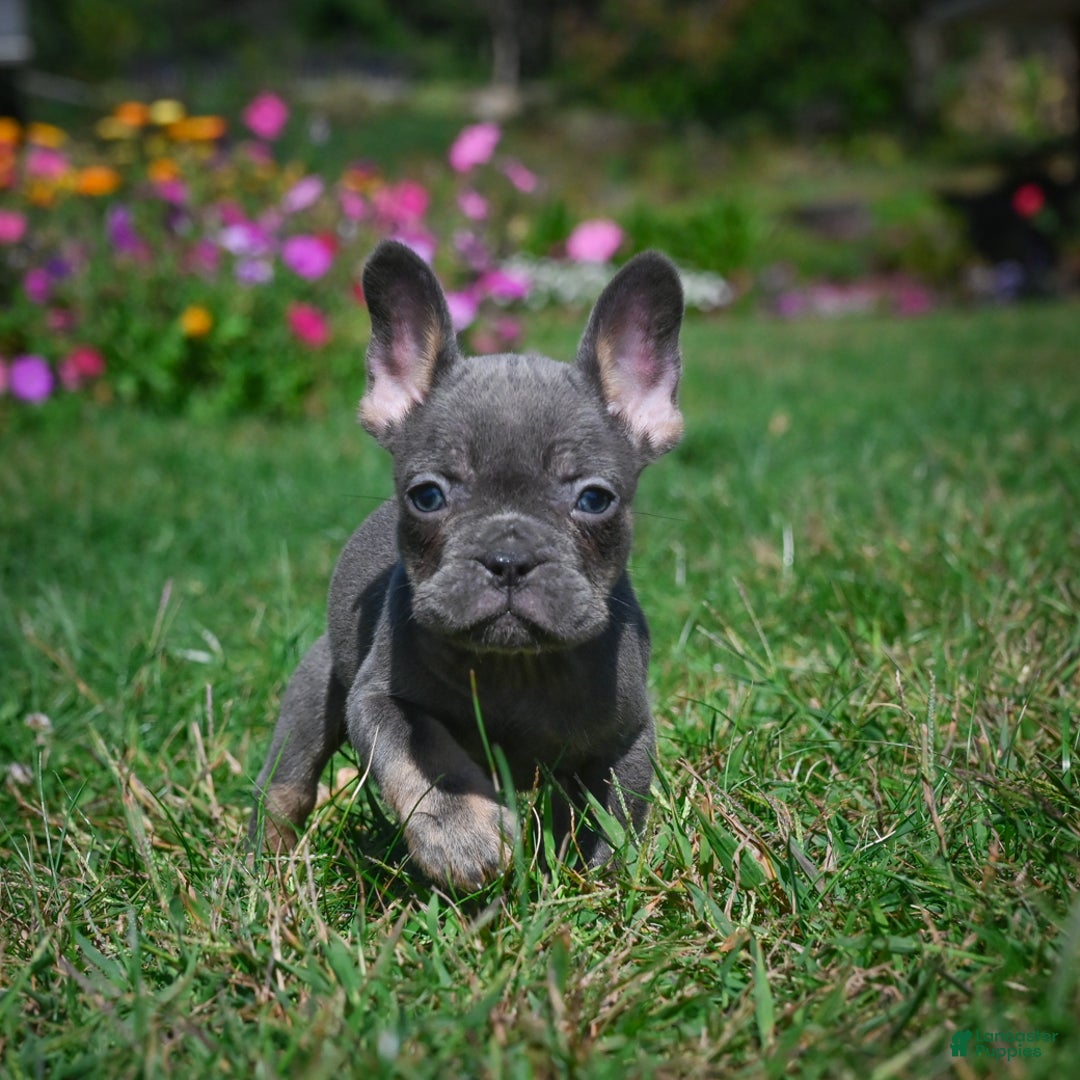 French Bulldog dogs for sale: Charlie - Ad 3
