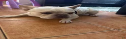 French Bulldog dogs for sale: French Bulldog 1 - Ad 1