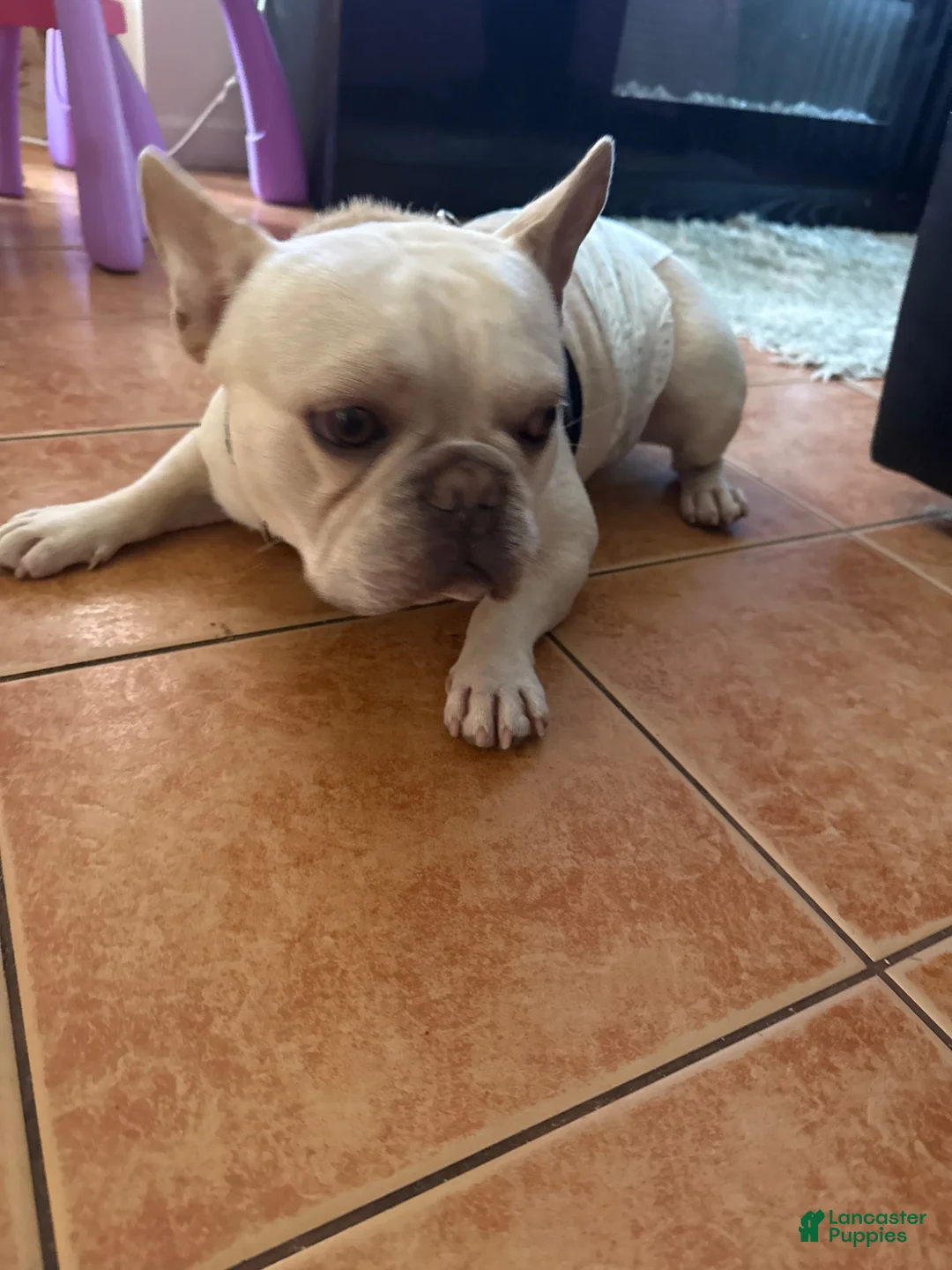 French Bulldog dogs for sale: French Bulldog 1 - Ad 1