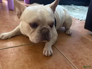 French Bulldog dogs French Bulldog 1 - Ad 3
