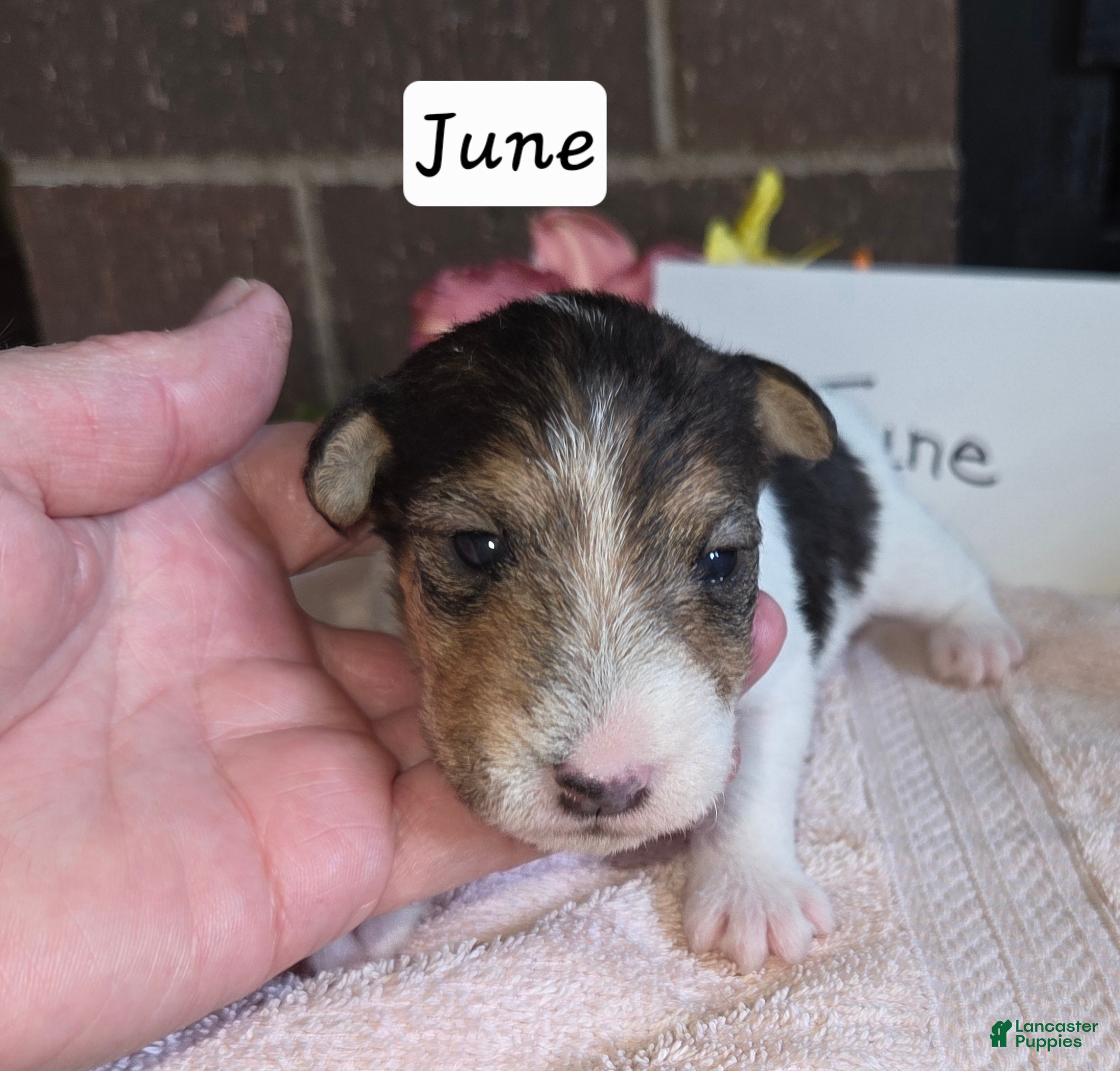 Wire Fox Terrier dogs (June) Wire Fox Terrier 4 - Ad 1