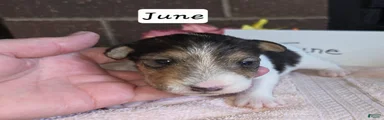 (June) Wire Fox Terrier 4