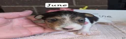Wire Fox Terrier dogs for sale: (June) Wire Fox Terrier 4 - Ad 1