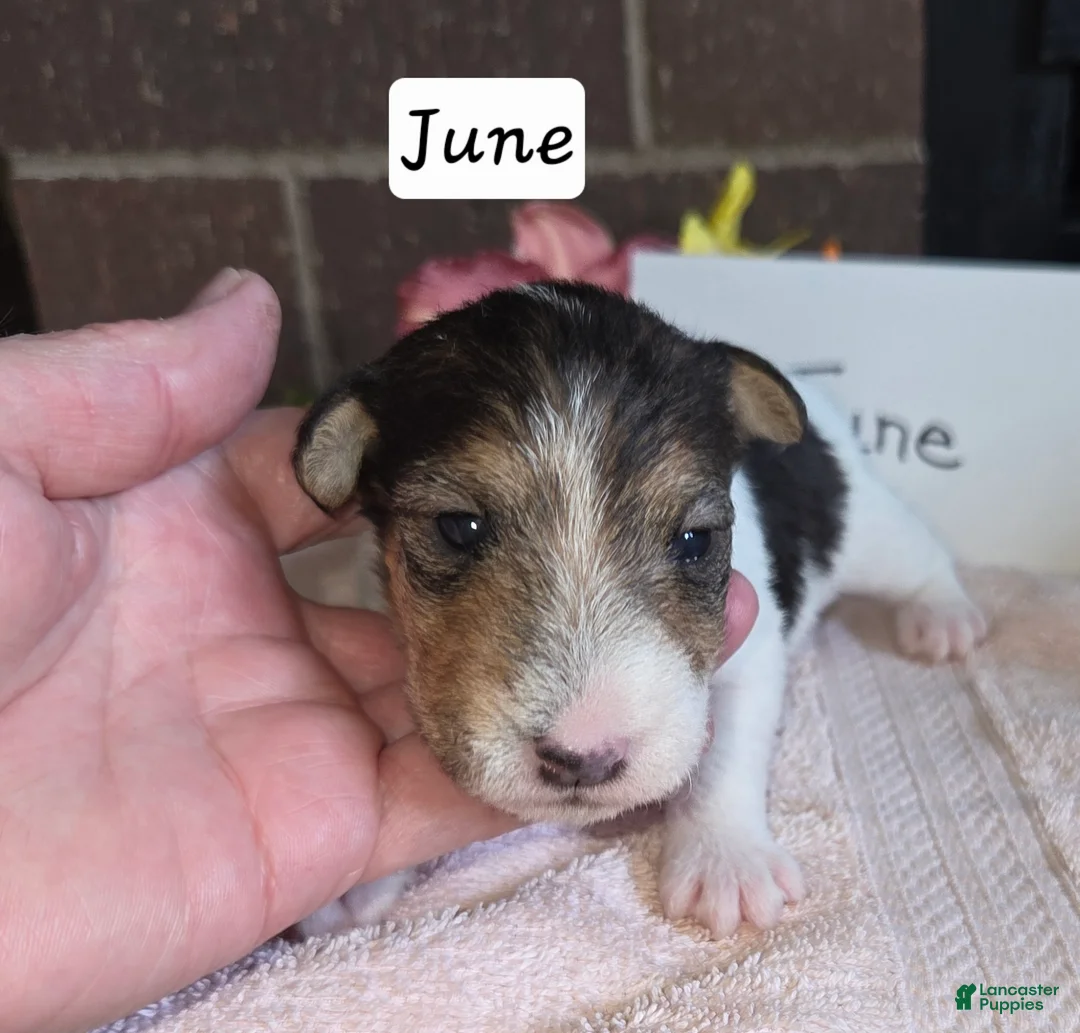 Wire Fox Terrier dogs for sale: (June) Wire Fox Terrier 4 - Ad 1