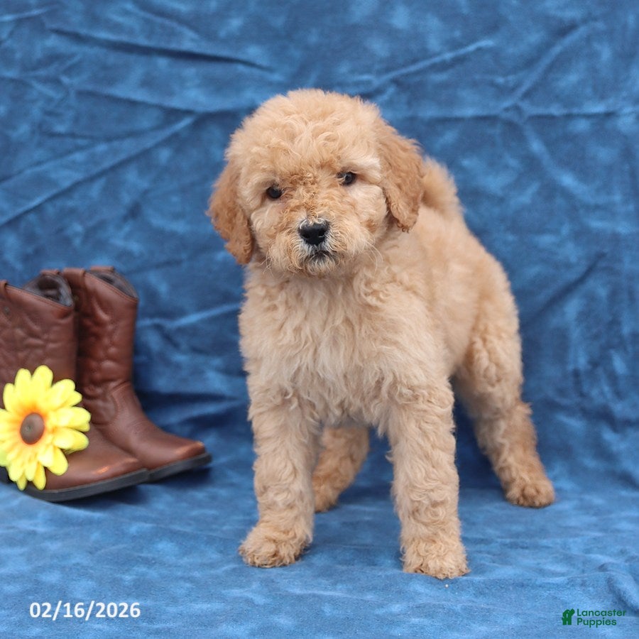 Goldendoodle dogs Joy - Ad 1