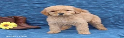 Goldendoodle dogs for sale: Joy - Ad 4