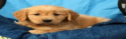 Golden Retriever dogs for sale: Daisy - Ad 8