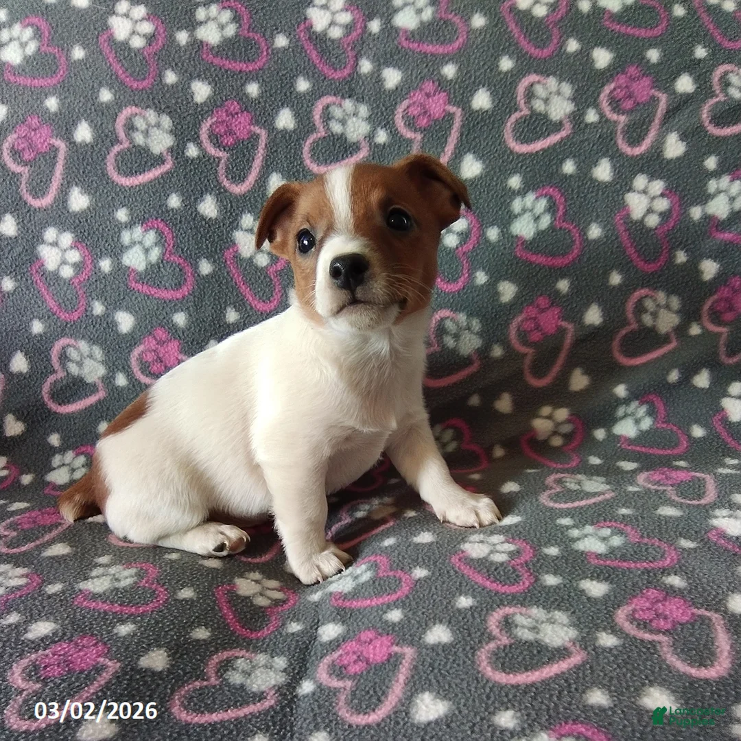 Jack Russell Terrier dogs for sale: Trooper - Ad 1