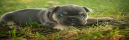 French Bulldog dogs for sale: Gunner French Bulldog  - Ad 3
