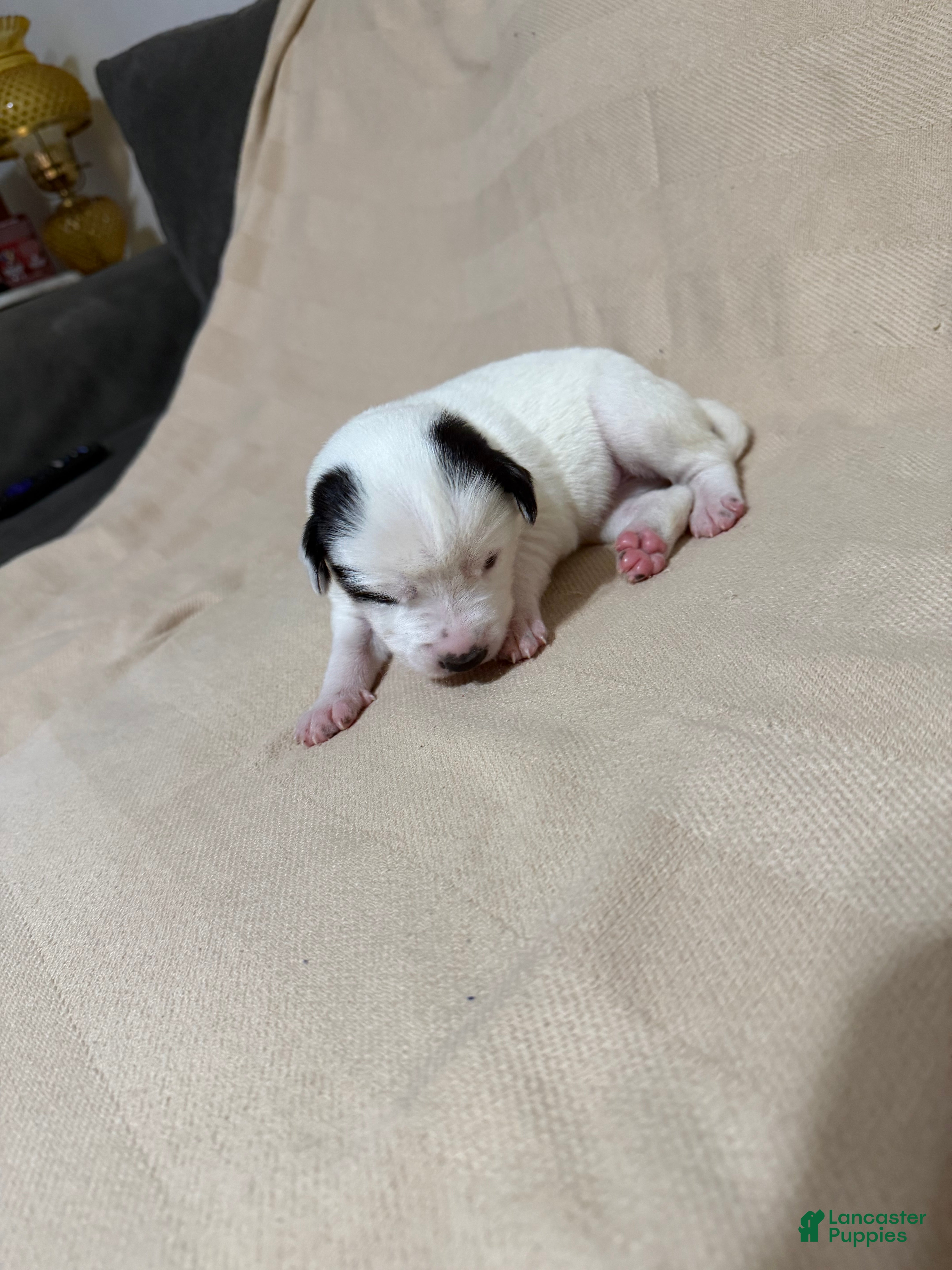 Mixed Breed dogs Nova - Ad 13