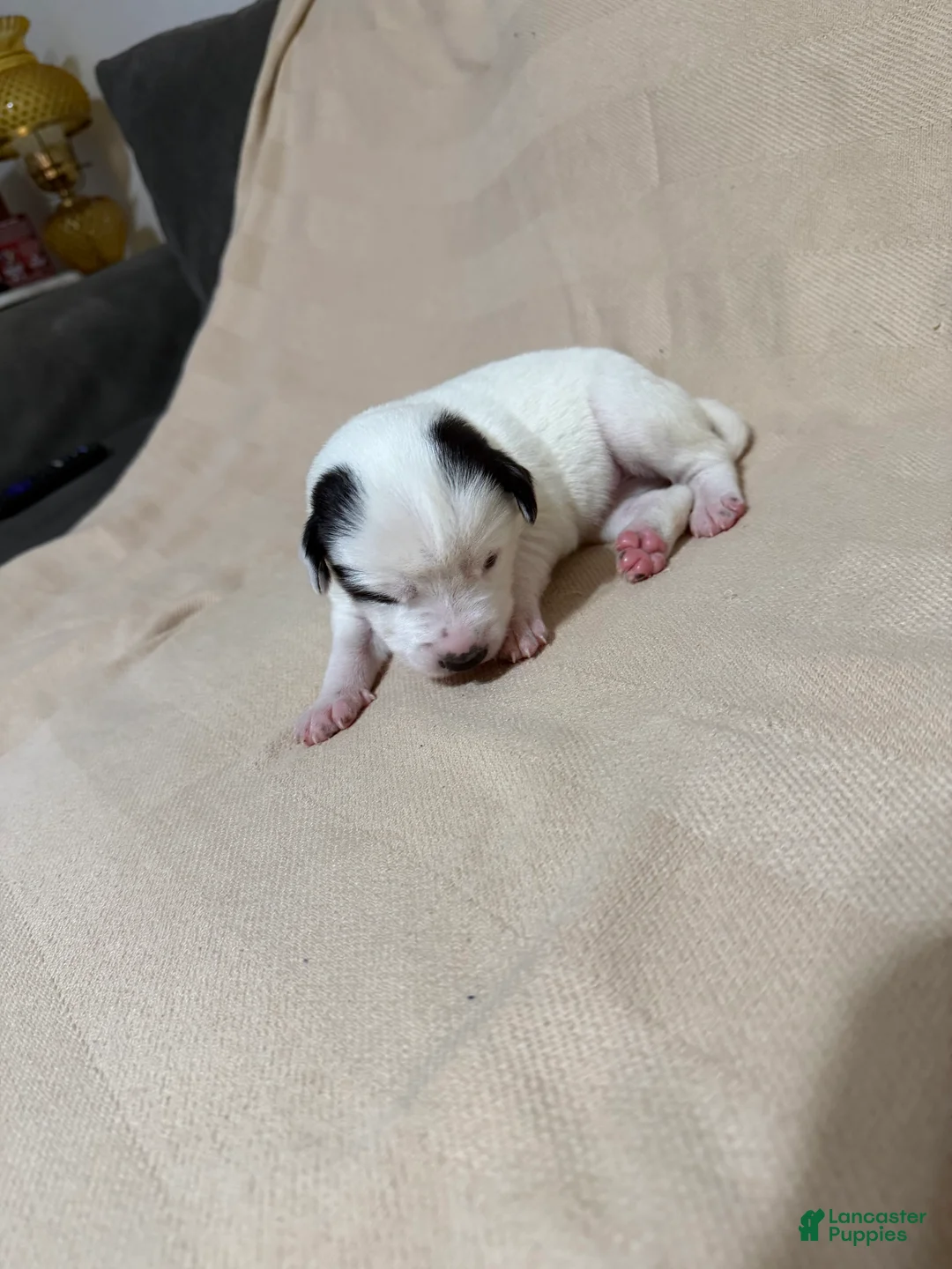 Mixed Breed dogs for sale: Nova - Ad 1