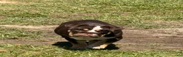 English Bulldog dogs for sale: English Bulldog Puppy 1 - Ad 5