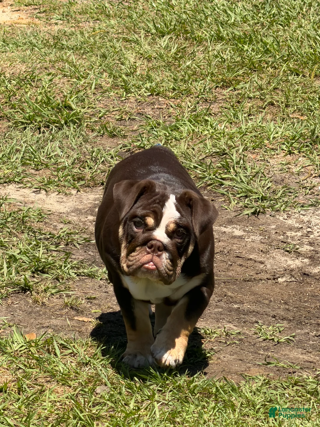English Bulldog dogs for sale: English Bulldog Puppy 1 - Ad 5