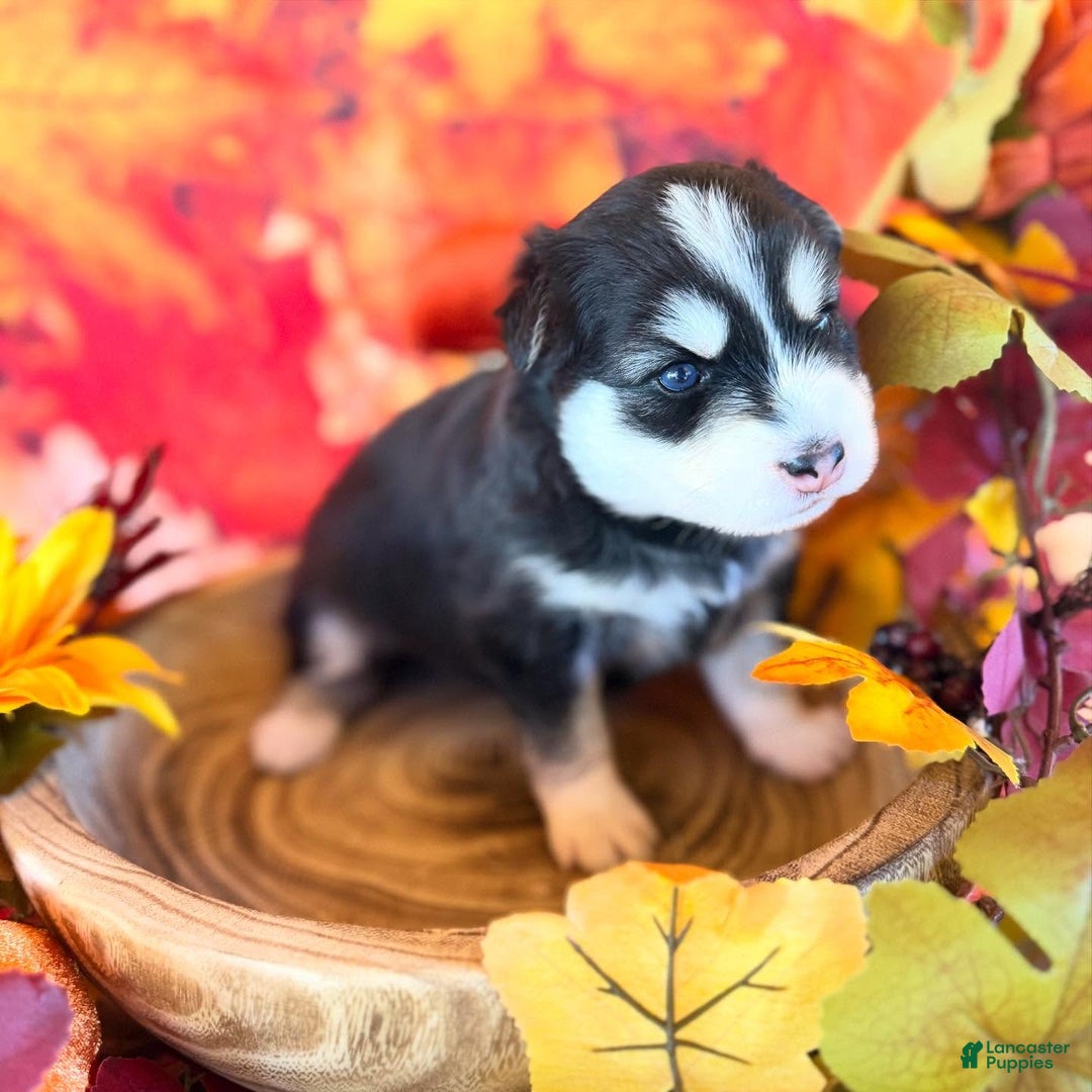 Pomsky dogs for sale: Lumi - Ad 10