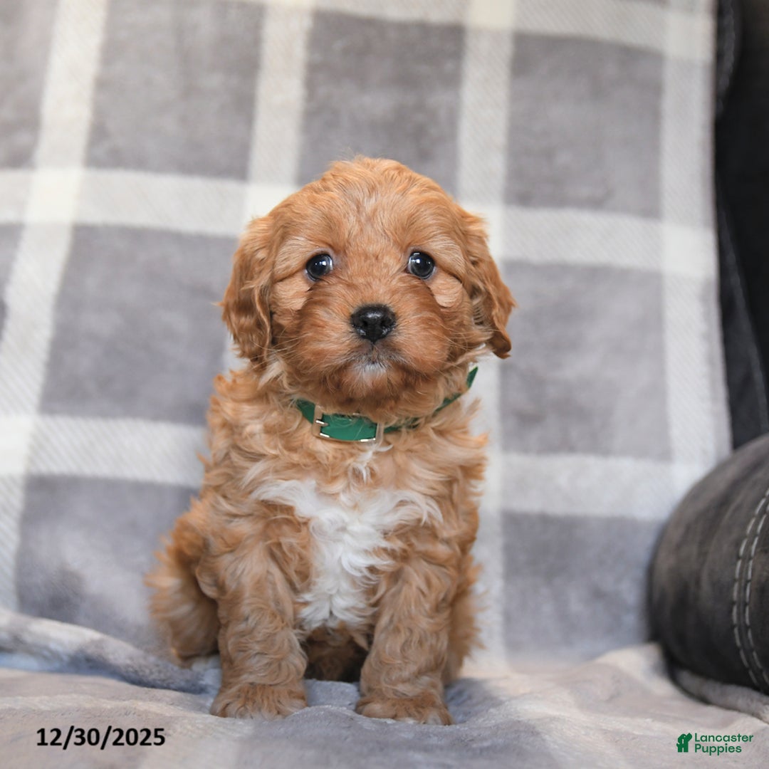 Cavapoo dogs for sale: Rusty - Ad 5